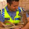 Rescued Kangaroo Joins His Police Friends On The Street