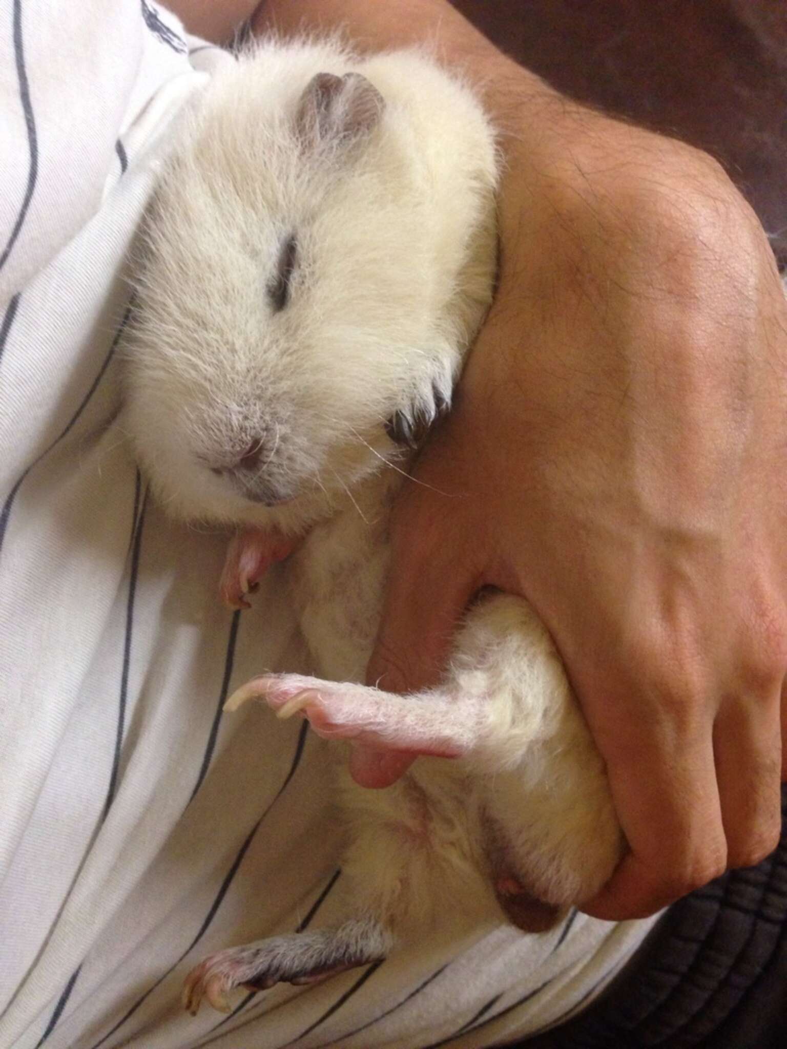 15 Fuzzy Animals Who Would Like To Thank You For Going Cruelty Free ...