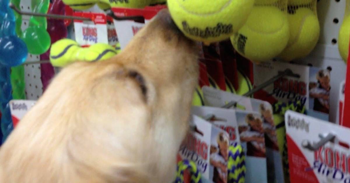 how do i choose a dog toy