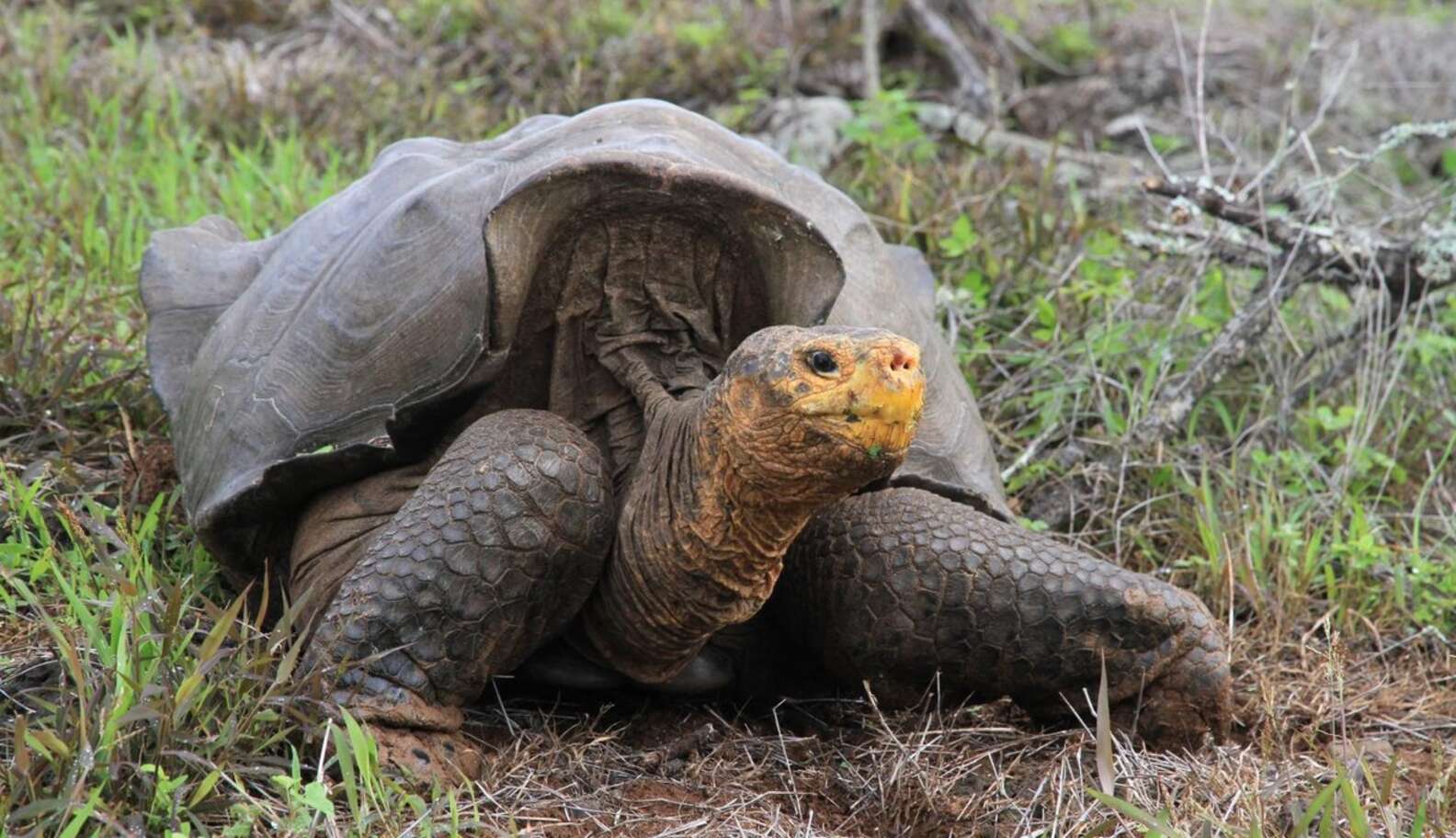 Giant Tortoises Crawl Back From Extinction’s Edge In Galapagos - The Dodo