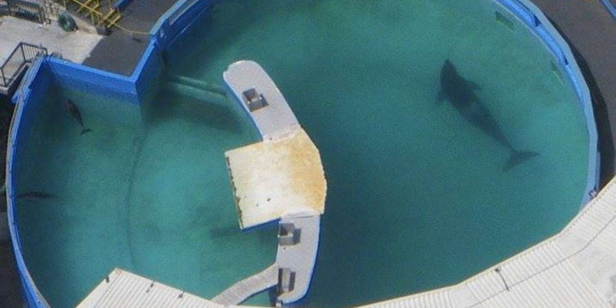 World's Loneliest Orca Is Now Being Hidden Here - The Dodo
