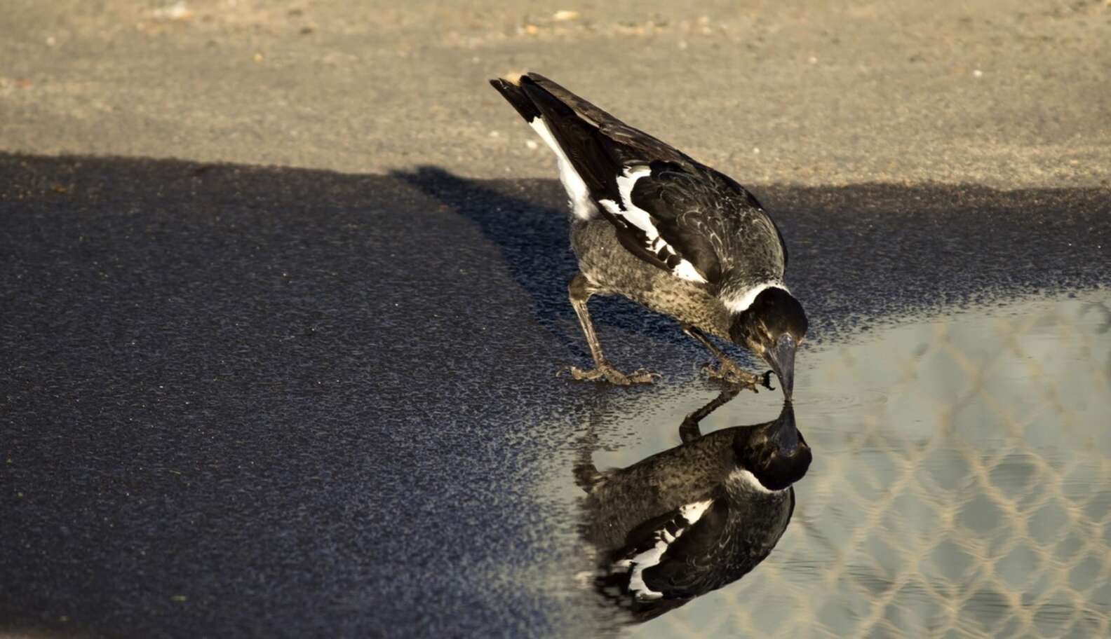 Animals Recognize Themselves In The Mirror In Brief Magical Moments ...