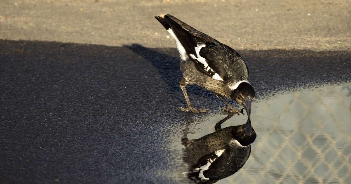 Animals Recognize Themselves In The Mirror In Brief Magical Moments