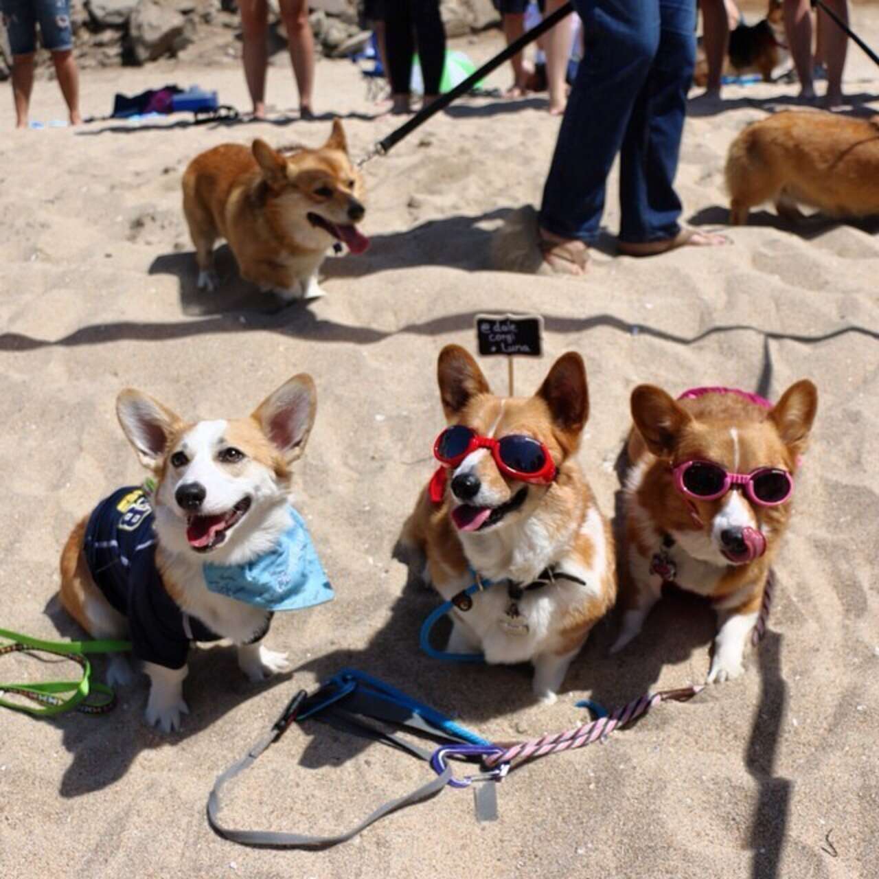 600 Corgis Took Over A Beach. Here Are Our Favorites. - The Dodo