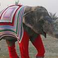 Rescue Elephants Get Huge Sweaters