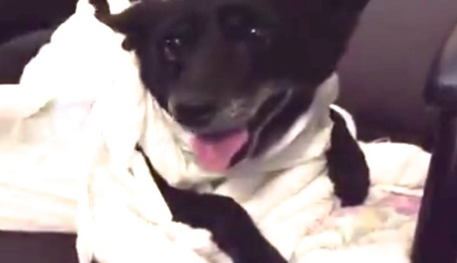 Elderly Dog Dumped At Shelter In Plastic Bag Because 'He Stinks' The Dodo