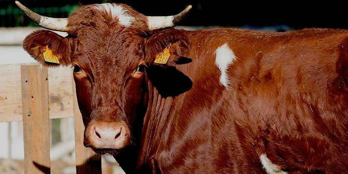 Pregnant Cow Sent To Slaughter Simply Refused To Die - The Dodo