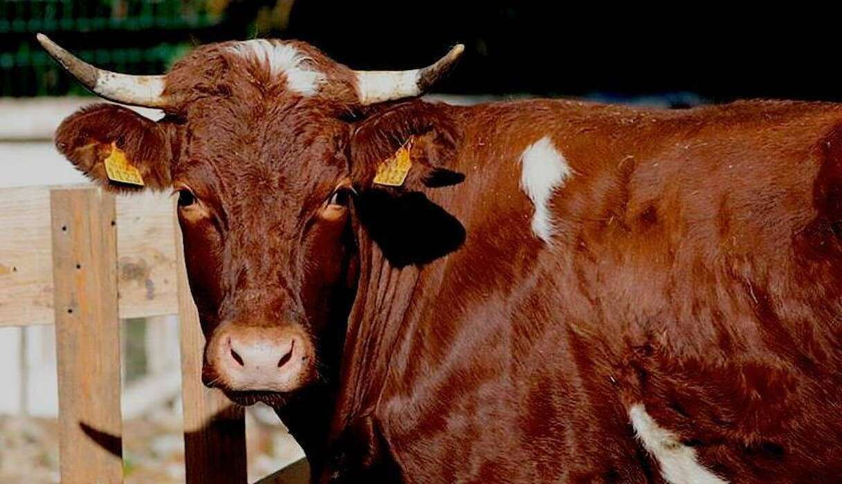 Pregnant Cow Sent To Slaughter Simply Refused To Die - The Dodo