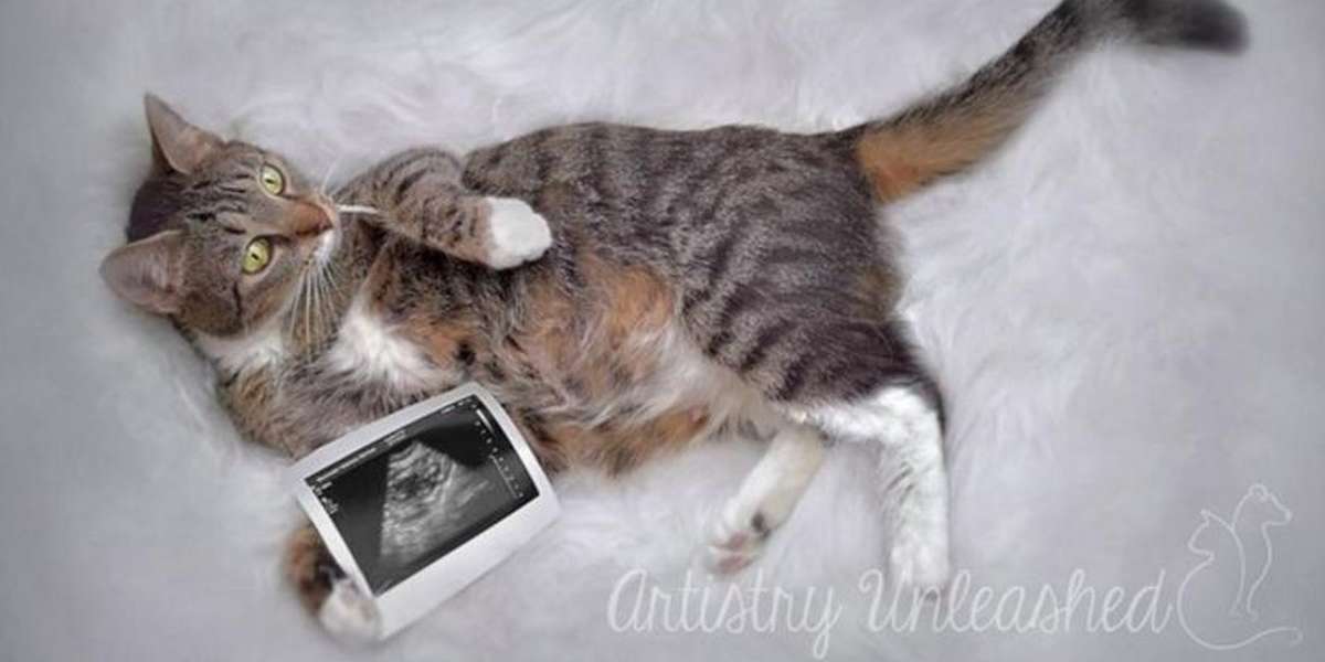 Pregnant Cat KNOWS She Looks Good In Her Maternity Shoot The Dodo