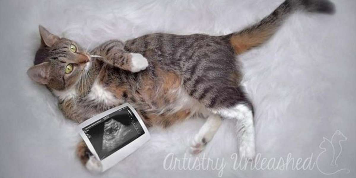 Pregnant Cat KNOWS She Looks Good In Her Maternity Shoot - The Dodo