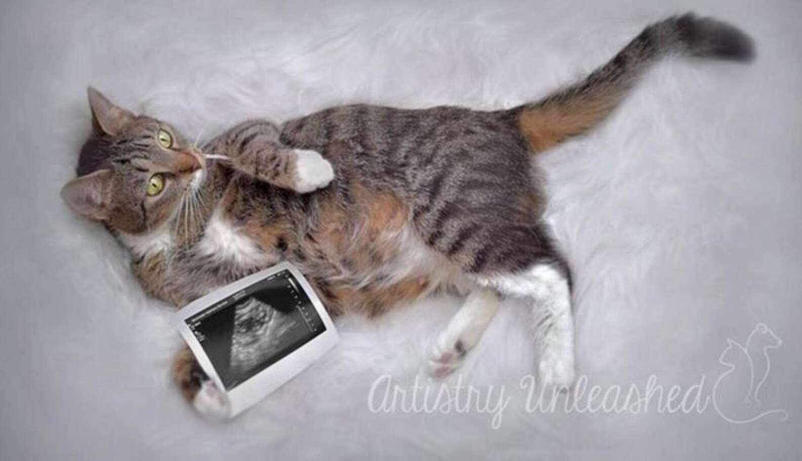 Pregnant Cat KNOWS She Looks Good In Her Maternity Shoot - The Dodo