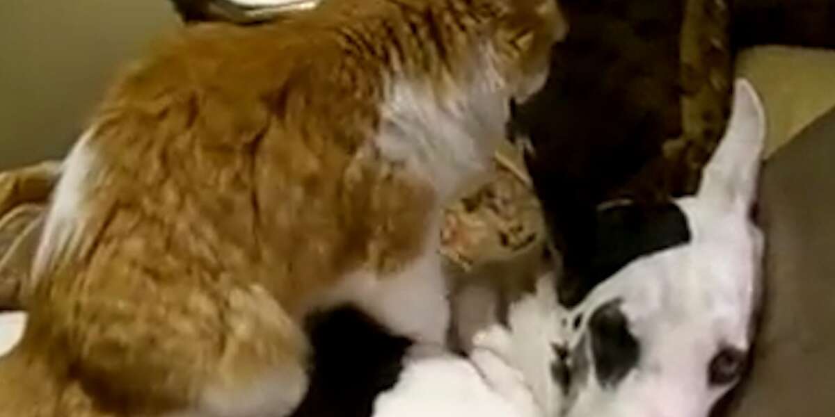 Great Dane Gets A Massage From A Cat Videos The Dodo 