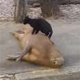 Wild Capybara Befriends A Cat Who Loves To Rub His Belly