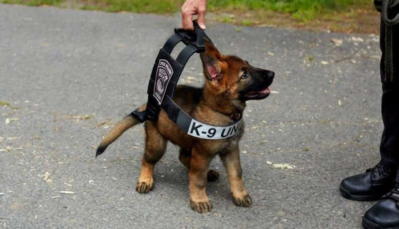 Police 2024 dog training