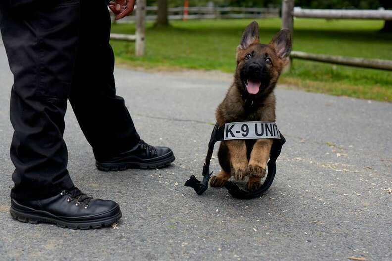 Police sales dog puppy