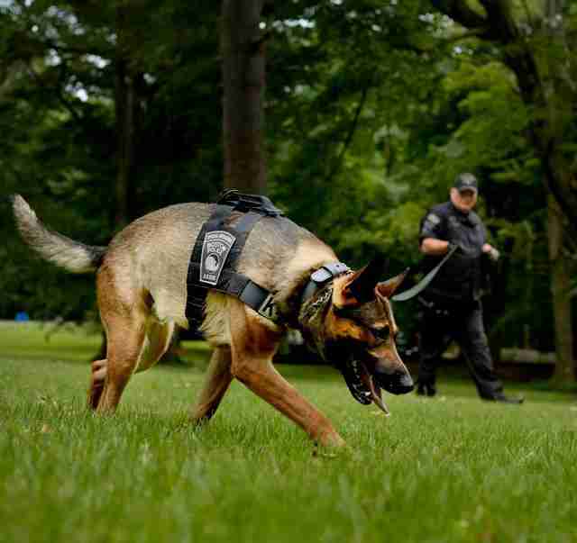 Puppy Training To Be A Police K9 Tries On The Uniform - The Dodo