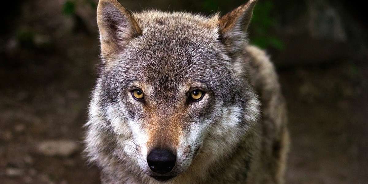 wolves-help-humans-and-are-repaid-by-being-hunted-the-dodo