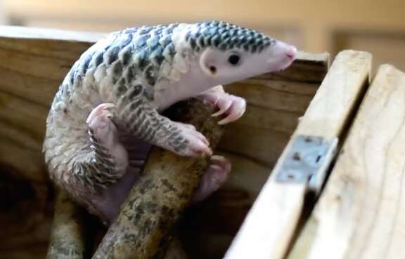 pangolin baby