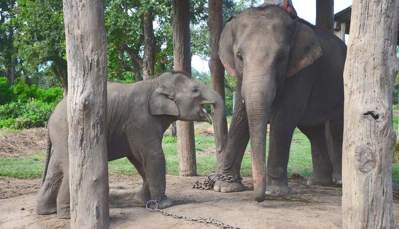 Watch what happens when an elephant steps out of chains for the last ...