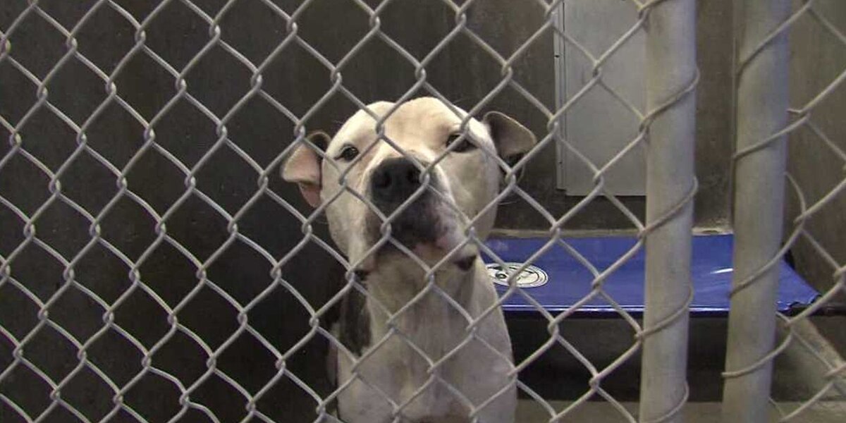 Odessa, TX Animal Shelter Must Be Emptied by July 12 to Avoid ...