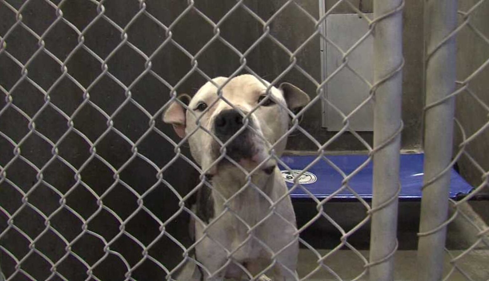 Odessa, TX Animal Shelter Must Be Emptied by July 12 to Avoid