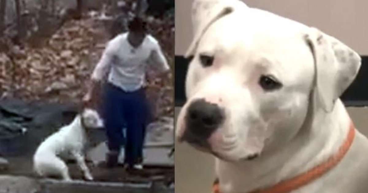 Dog Abused In Sickening Viral Video Is Finally Safe The Dodo