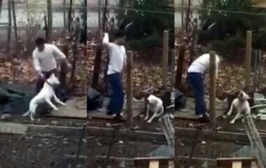 Dog Abused In Sickening Viral Video Is Finally Safe - The Dodo