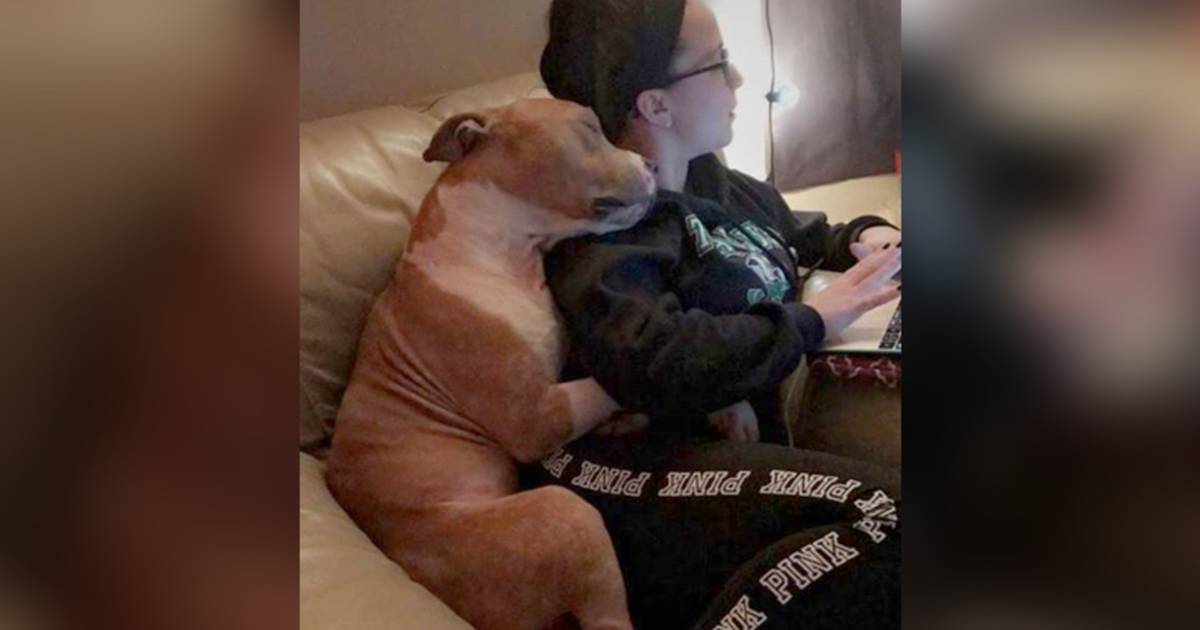 Photo Shows Pit Bull Hugging New Mom After Leaving Shelter ...