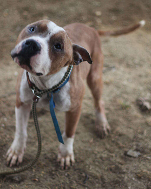 Russ the pit bull out on a walk