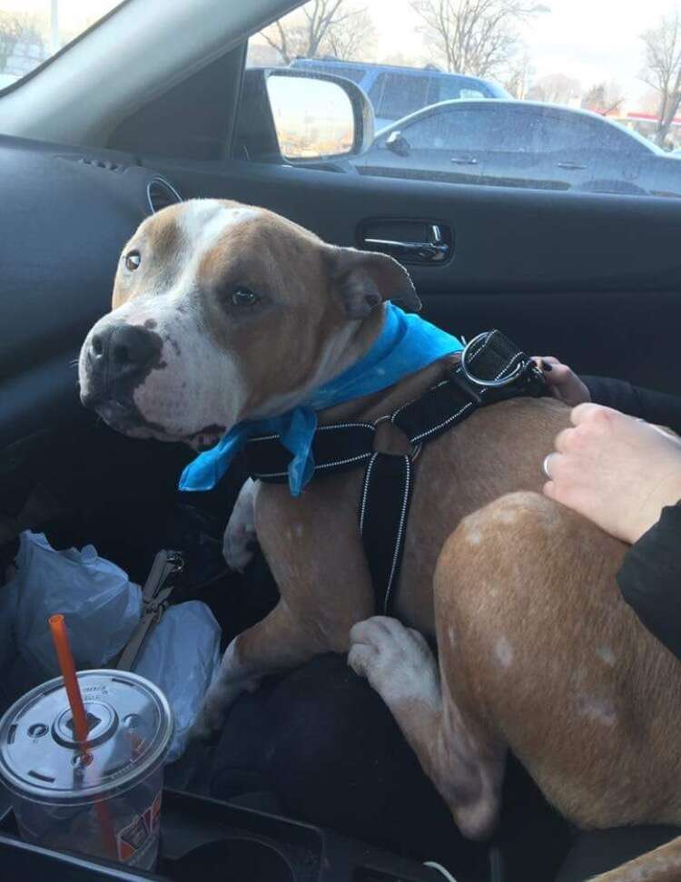 Russ enjoying a car ride with his new mom, Kayla