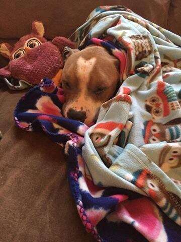 Russ the rescued pit bull sleeping under a blanket