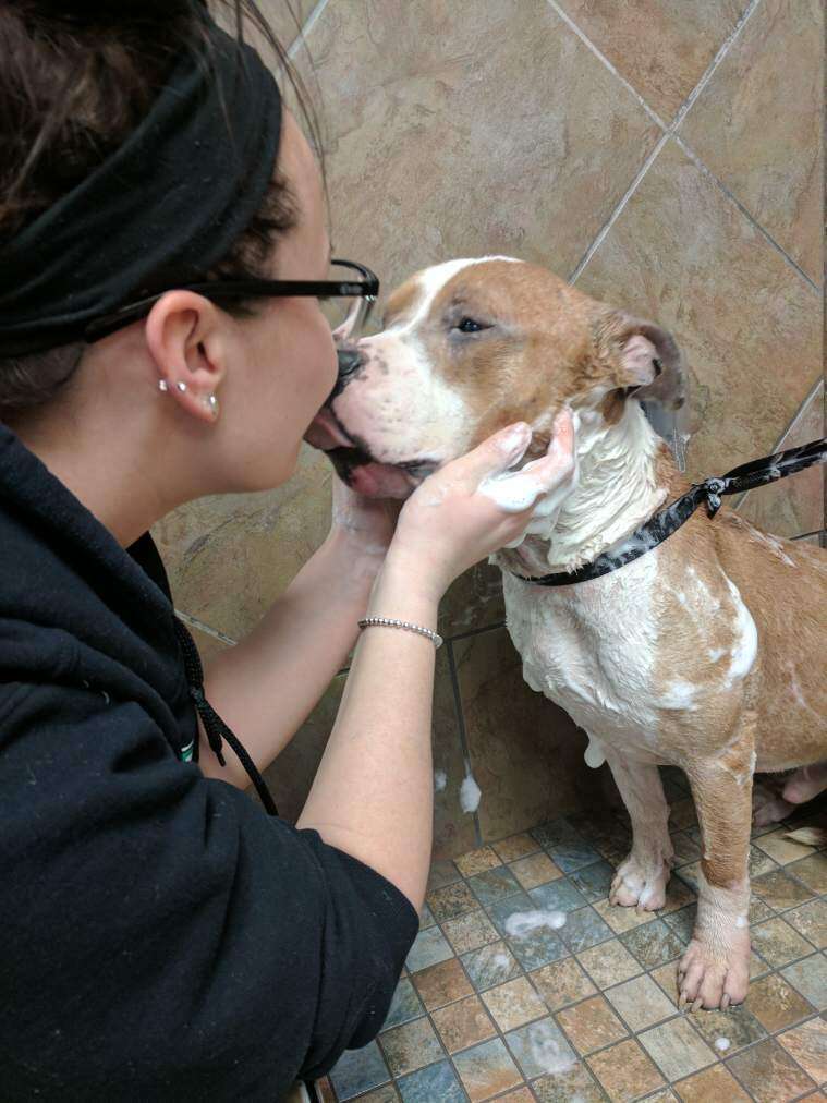 Russ the rescued pit bull enjoying a bath