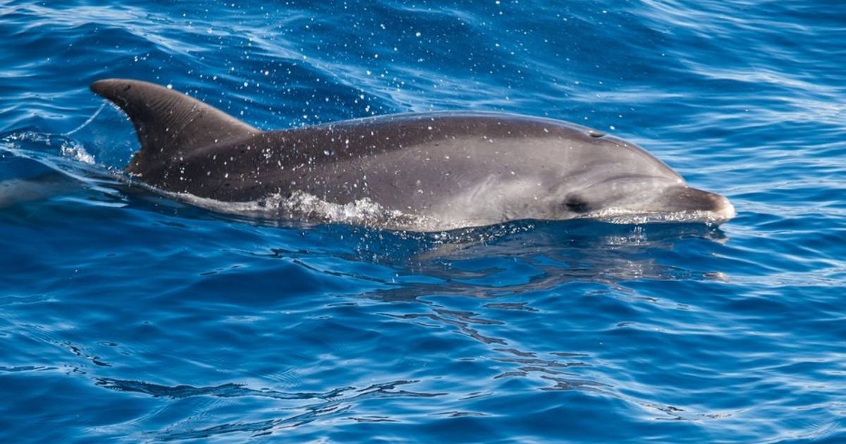 When's Flipper on? Dolphins enjoy TV