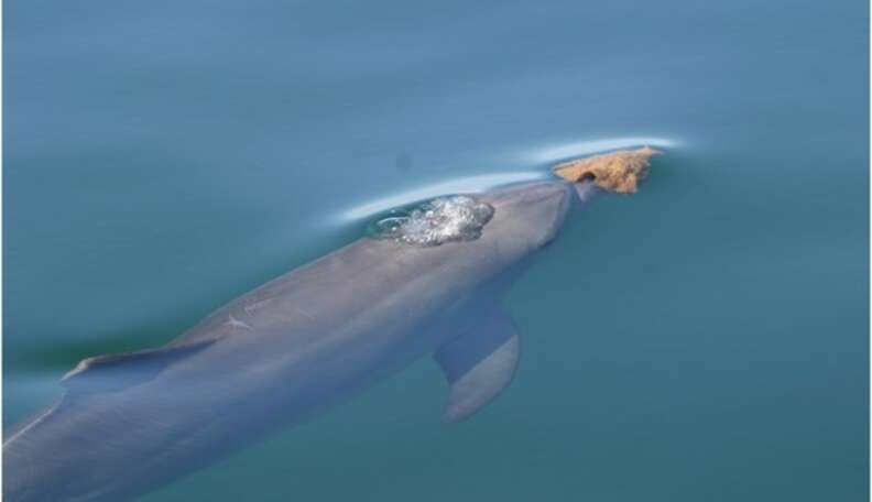 Why dolphins are deep thinkers, Animal behaviour