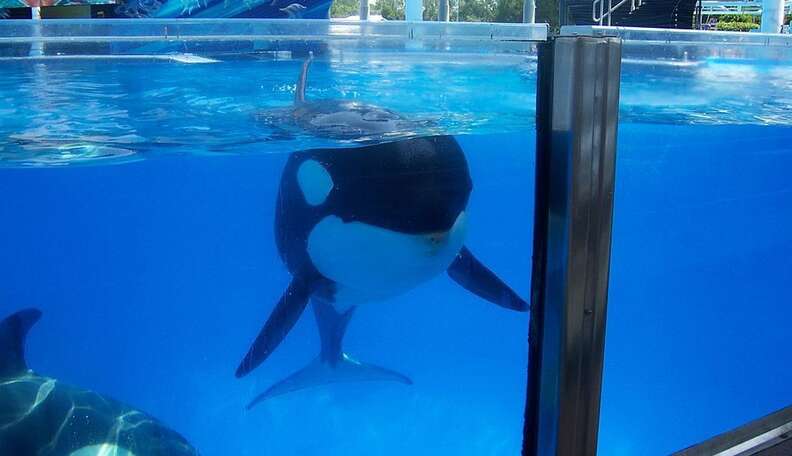 Student Protests Class At SeaWorld As The Park’s Popularity Nosedives ...