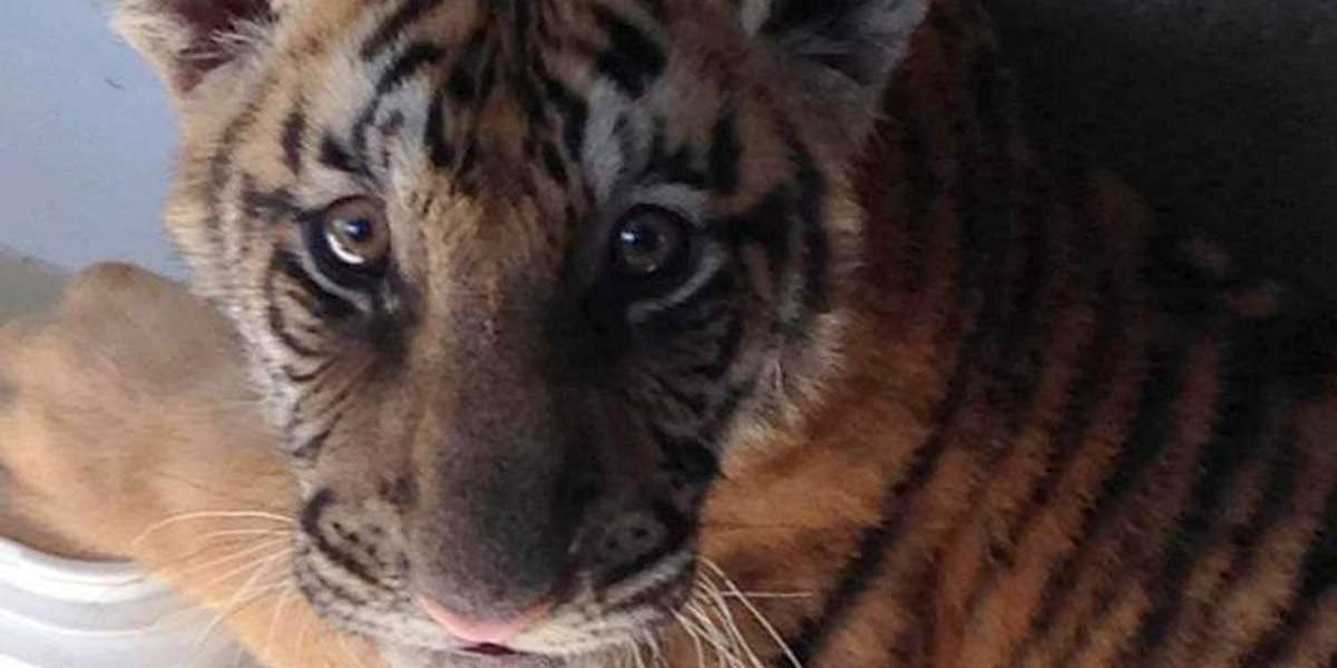 Anonymous Woman Surrenders Tiger Cub At Shelter - The Dodo