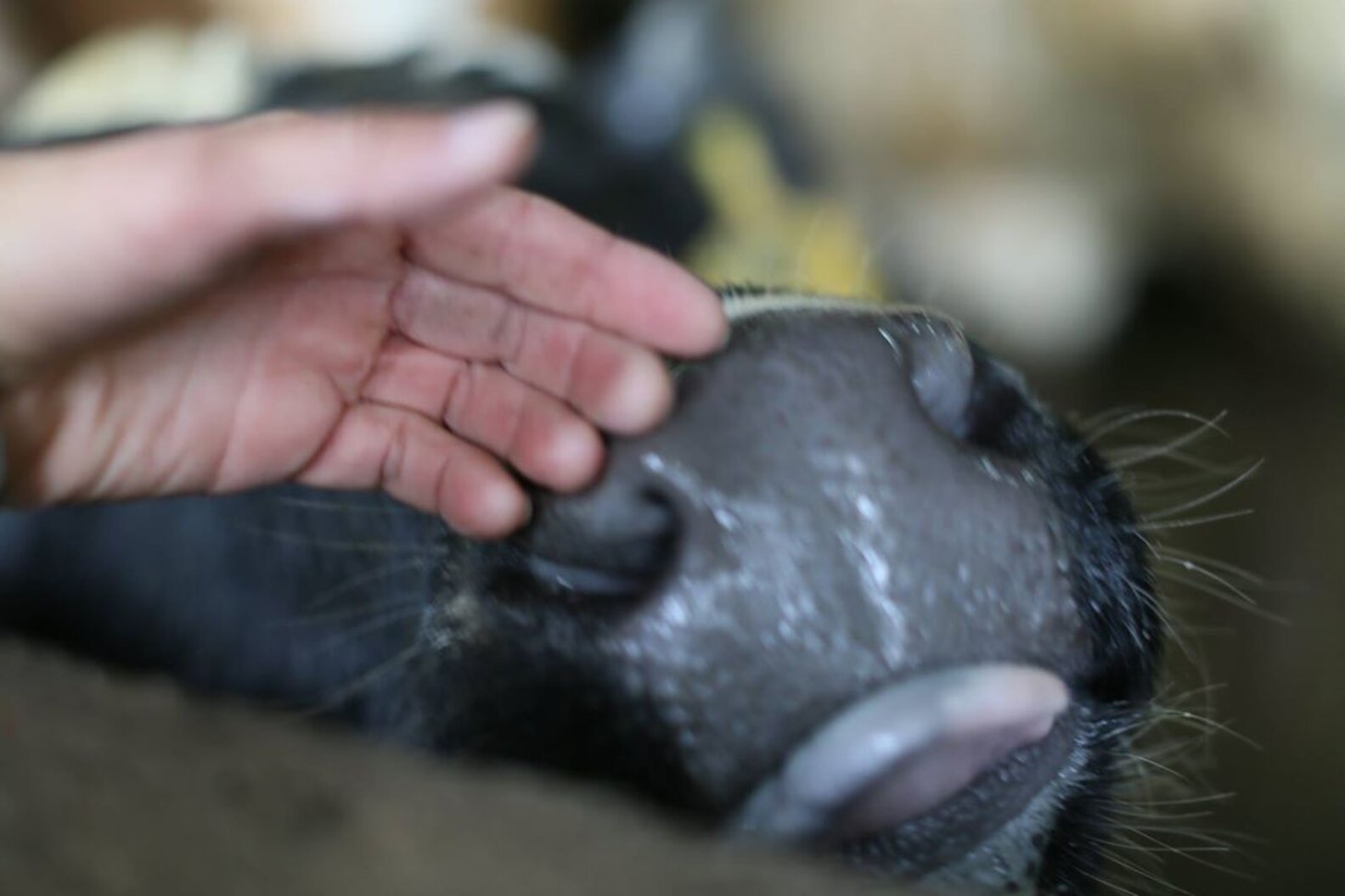 Do Animals Really Cry? - The Dodo