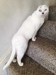 Senior Cat Who Lost His Ears Has A Mom Who Thinks He S Perfect