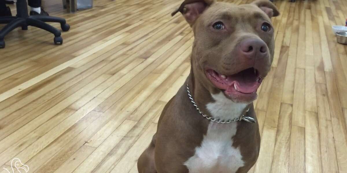 WATCH 5 Things You Know If You Own A Pit Bull The Dodo