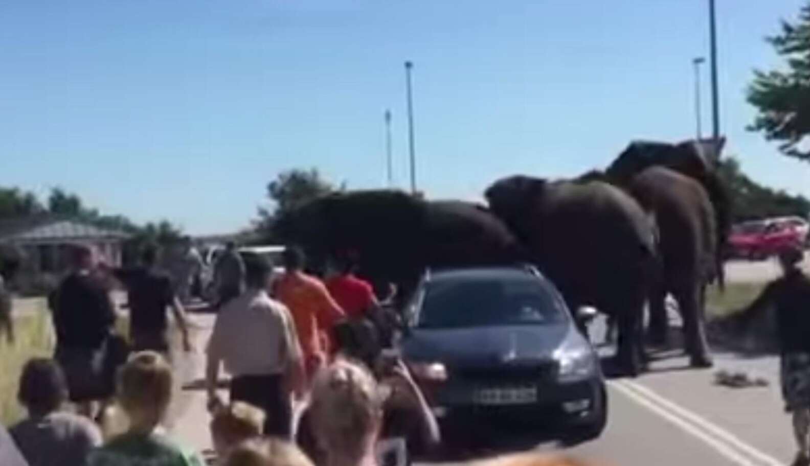 Fed-Up Circus Elephants Rally Together To Fight Back Against Abusers ...