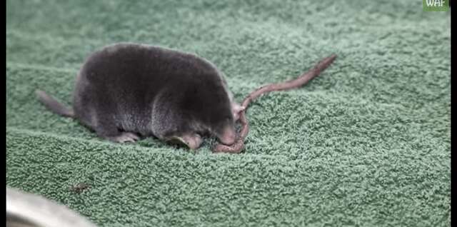 Little Mole Is Found Above Ground, Baby Mole In Basement