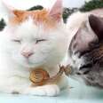 Cat Lovingly Nuzzles His Little Snail Friend