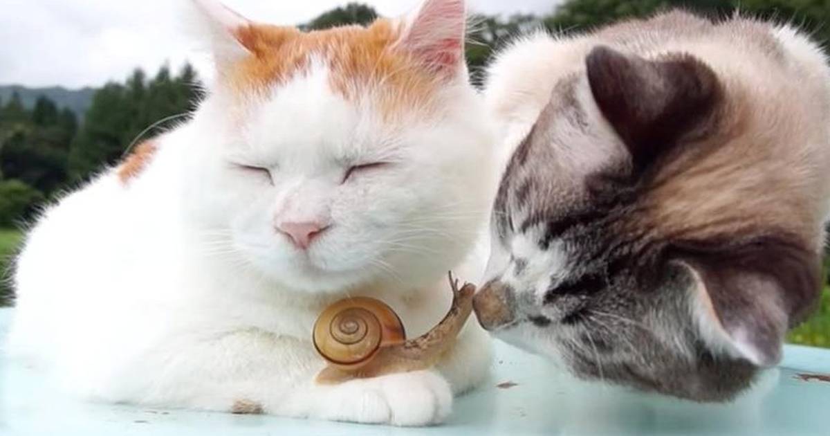 Cat Lovingly Nuzzles His Little Snail, Cat In Bathtub With Lizard Tiktok
