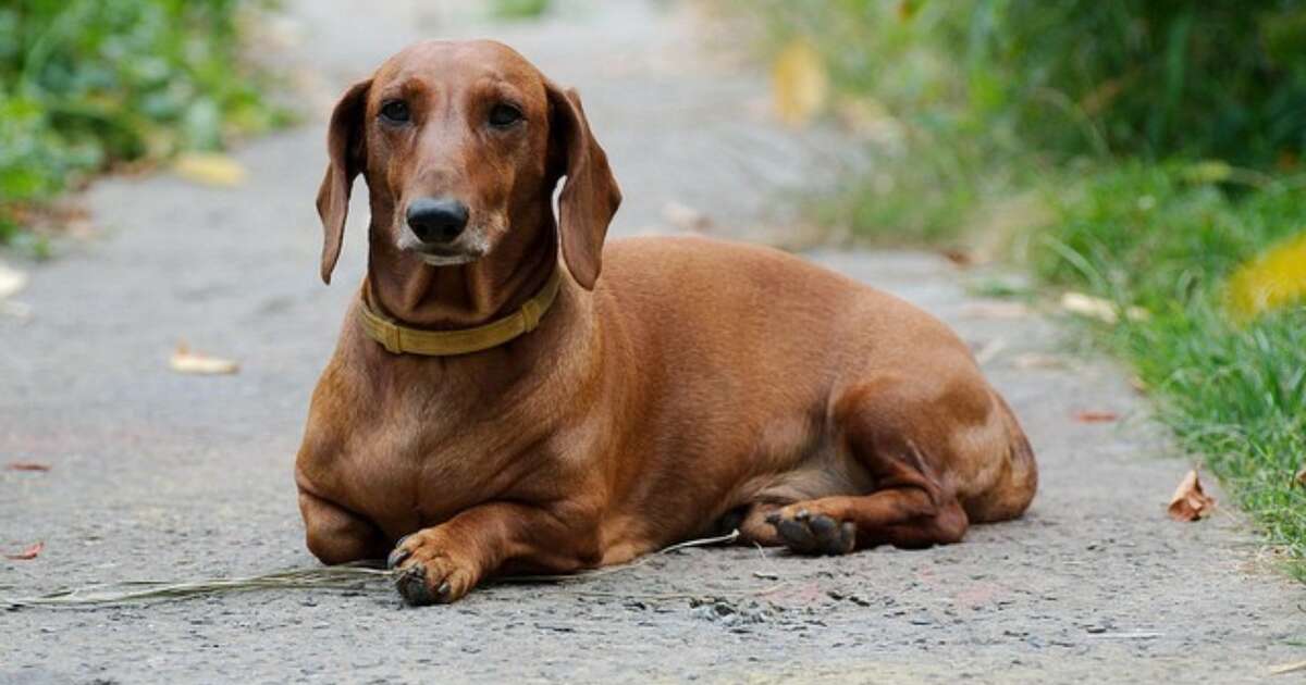 i-m-a-reincarnated-wiener-dog-named-wimpy-the-dodo