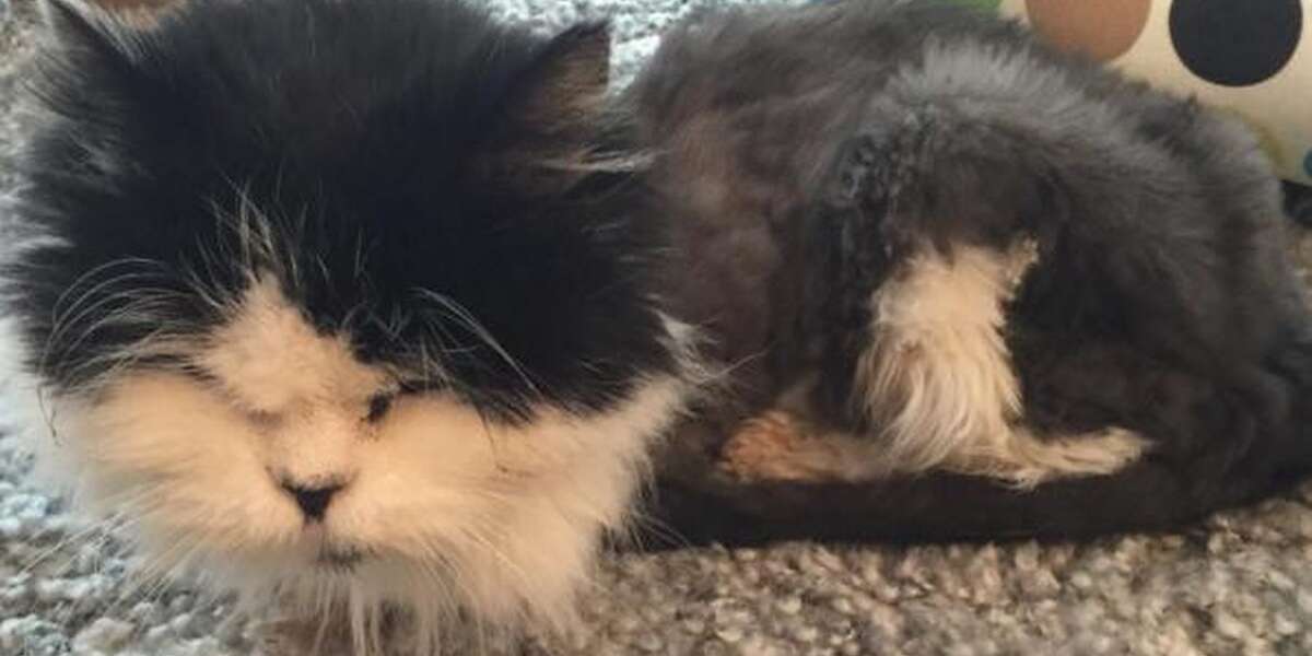 Abandoned Old Cat Recovers In Snuggly Sweaters - The Dodo