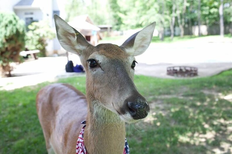 How My Pet Deer Saved My Life The Dodo