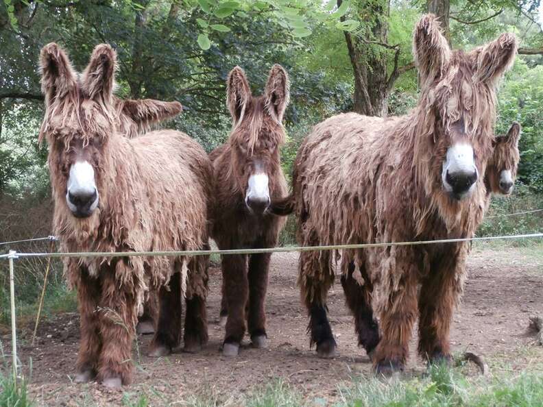 Rarest Donkey 15 Donkeys Who Prove They're Secretly The Cutest Animal - The Dodo