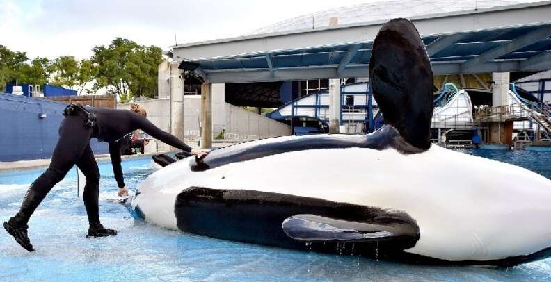 Baby Beluga Dies At SeaWorld After 3 Weeks In A Tank - The Dodo