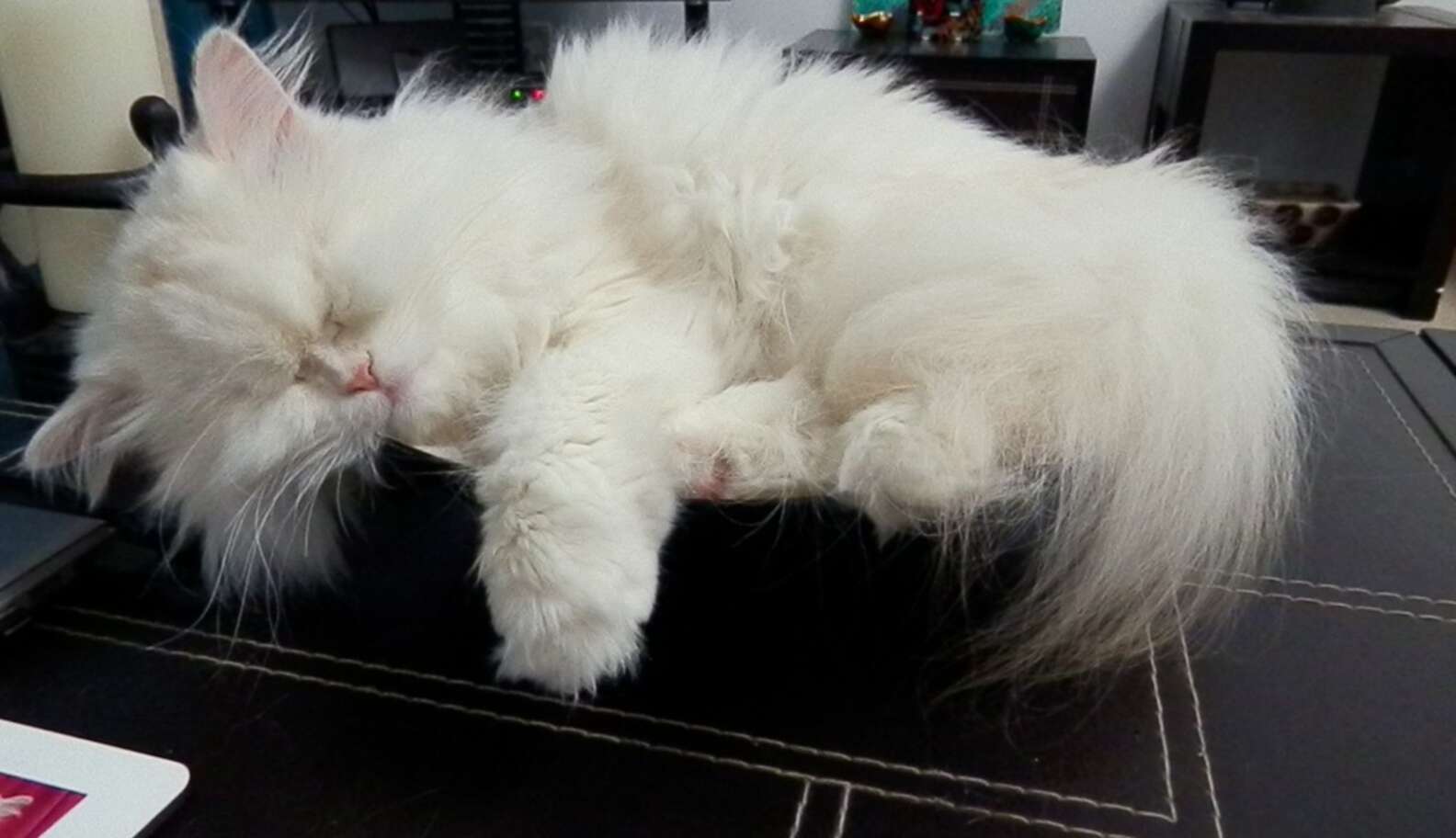 Persian Cat Who Went Blind Due To Neglect Now Has The Best Life - The Dodo