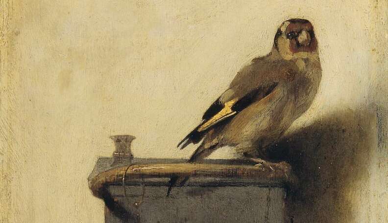 The Story Behind The Chained Bird In The Goldfinch The Dodo